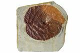 Fossil Leaf (Davidia) - Montana #268317-1